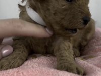 Toy Poodle Yavrumuz