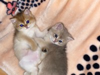 British shorthair golden yavrular