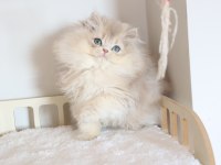 SAFKAN AY11 POFUDUK BRİTİSH LONGHAİR