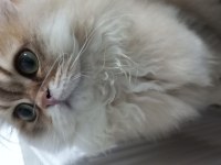 BEHLÜL KEDİMİZE YENİ YUVA ARIYORUZ