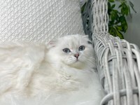 Özel Scottish Fold Longhair Erkek