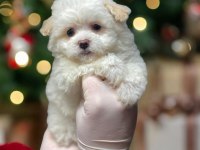Teacup maltipoo son dişi yavrumuz