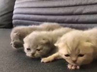 British shorthair yavru bebekler