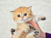 Şampiyonluk güzelliğinde ny11 golden british shorthair
