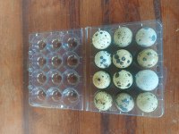Kuluçkalık Bıldırcın Yumurta Teksas Japon Karışık
