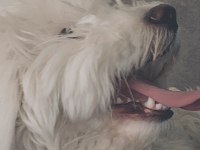 Terrier 1 yaşında eğitimli