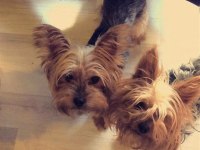Bakımlı yorkshire terrier dişiler