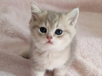 Safkan British Shorthair