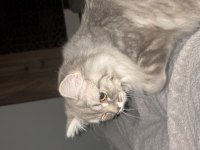 Chinchilla bir yaşında dişi