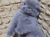 Top kafa scottish fold