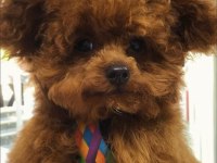 8 aylık dişi poodle 1.700 gram