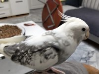 7 Aylık Erkek Sultan Papağanı