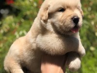 GOLDEN RETRİEVER KÖPEĞİ
