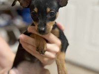 Satılık Minyatür Pinscher Köpekler