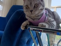 British shorthair silver tabby Dişi yavru