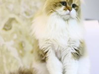 Ücretsiz Kısır british longhair