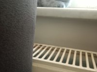 3 yavru scottish fold