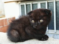 Black Scottish Fold