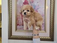 Maltipoo yavrularımın iddiasına bir bakın