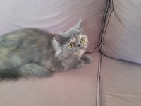 Ücretsiz Sahiplendirme - Ezo Kızım İran Kedisi