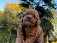 Show Class Kore Maltipoo