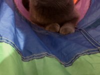 Scottish fold kedimi ücretsiz sahiplendirmek