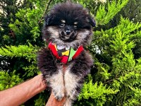 Varsa daha iyisi o da annesi pomeranian boo
