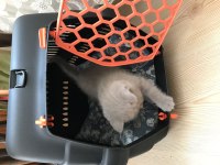 1.5 aylık british shorthair