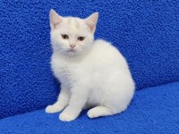 BAL GÖZLÜ PONÇİK YENİ SAHİBİNİ ARIYOR 