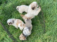 2 dişi ve 1 erkek takım shih tzu