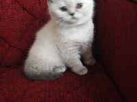 Mama karşılığı yavru scottish fold
