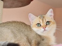 Golden A kalite british shorthair yavrular