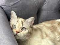 British exotic shorthair