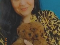 Toy Poodle Yavruları