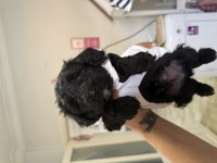 Acil Uygun Maltipoo