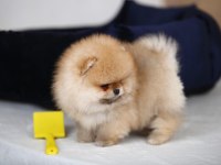 En İyi Pomeranian Köpekleri