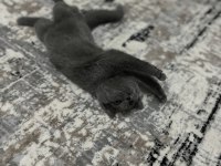 British Shorthair 3 Aylık
