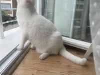 British shorthair erkek kısır