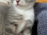 Scottish fold yavrular