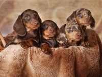 IRK VE SAĞLIK GARANTİLİ NADİR DACHSHUND BEBEKLER