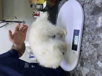 Pomeranian 4 yaşında