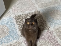 ERKEK KEDİME EŞ ARIYORUM (sahiplendirme değildir)