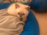 Daha 44 günlük british shorthair