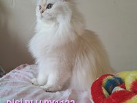 1,5 yaşında orijinal scrli british longhair