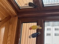 3 Aylık Cennet Papağanı Kırmızı Göz Isırma Yok