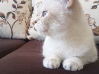 British shorthair (ücretsiz)