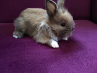 Kayseri'den Sevimli Bebek Tavşanlar