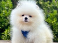 Sevimli Pomeranian Boo Yavrularımız