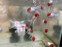 Red cap orandalar sizleri bekliyor
