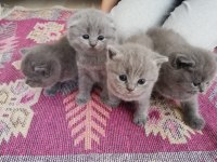 British Shorthair Yavru Kedileri